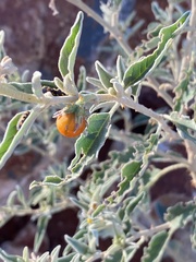 Solanum capense image