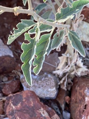 Solanum capense image