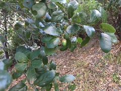 Quercus agrifolia
