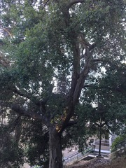 Quercus agrifolia