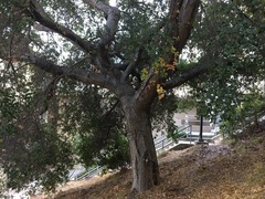 Quercus agrifolia
