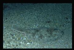 Ammotretis brevipinnis