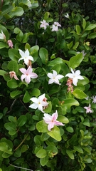 Mascarenhasia