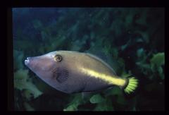 Yellowstriped Leatherjacket photo 2