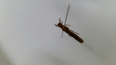 Oberea atropunctata