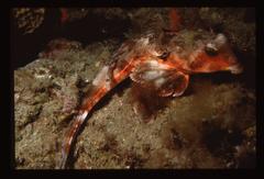 Synchiropus calauropomus