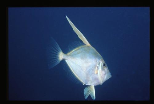 Australian silver dory (Cyttus australis) — Cyttidae