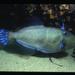 Eubalichthys cyanoura - Photo (c) Marine Life Society of SA, osa oikeuksista pidätetään (CC BY-NC), lähettänyt Marine Life Society of SA