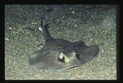 Urolophus orarius