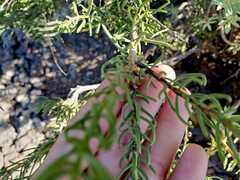 Campylanthus salsoloides image