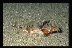 Synchiropus calauropomus