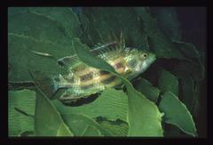 Heteroscarus acroptilus