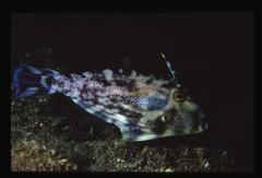 Scobinichthys granulatus