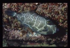 Bluetail Leatherjacket photo 2