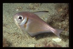 Pempheris klunzingeri