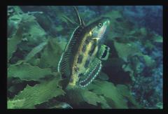 Heteroscarus acroptilus