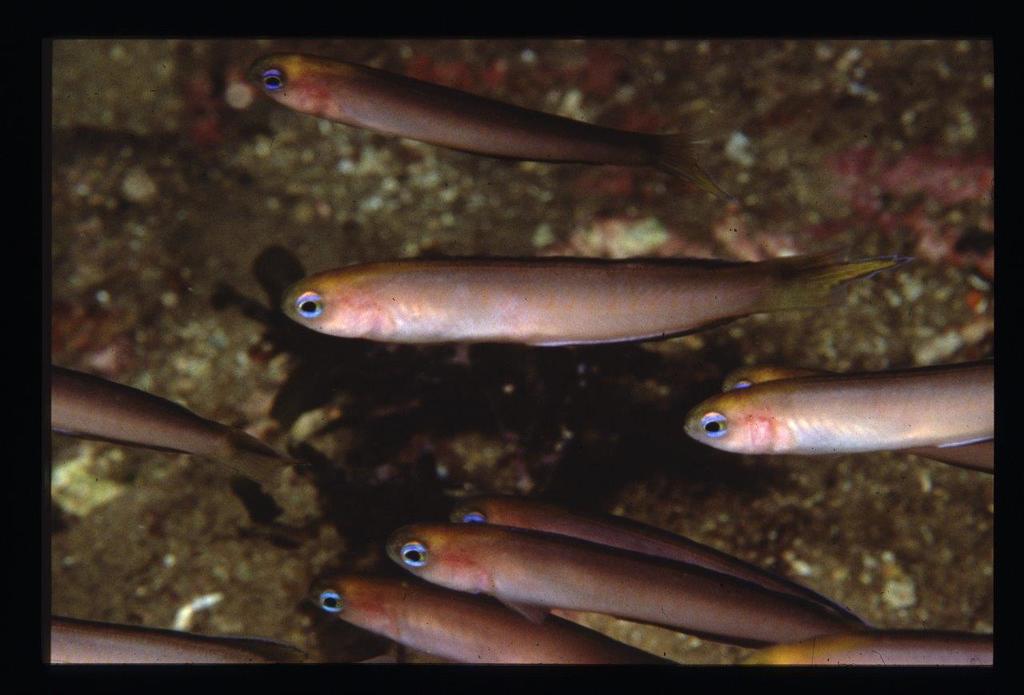 Noarlunga Hulafish