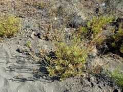 Lavandula canariensis subsp. canariensis image