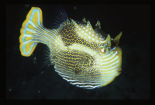 Ornate Cowfish, photo 10 of 10