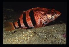 Hypoplectrodes nigroruber