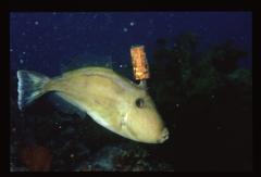 Meuschenia freycineti