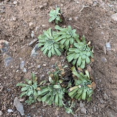 Saxifraga catalaunica
