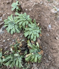 Saxifraga catalaunica, photograph Oriol Sastre, CC BY, iNaturalist via GBIF