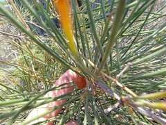 Asparagus arborescens image