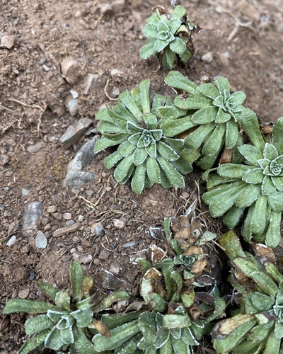 Saxifraga catalaunica, photograph 2