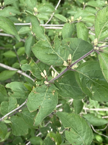 Lonicera maackii iNat (2)