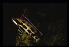 Heteroscarus acroptilus