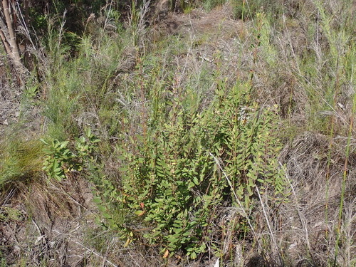 Image of Hermannia salviifolia by (c) Nicola van Berkel, some rights reserved (CC BY-SA)