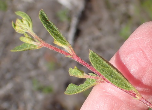 Image of Hermannia salviifolia by (c) Nicola van Berkel, some rights reserved (CC BY-SA)