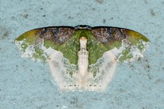 Eucyclodes semialba