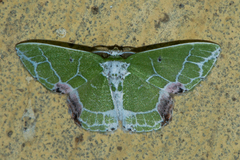 Protuliocnemis castalaria