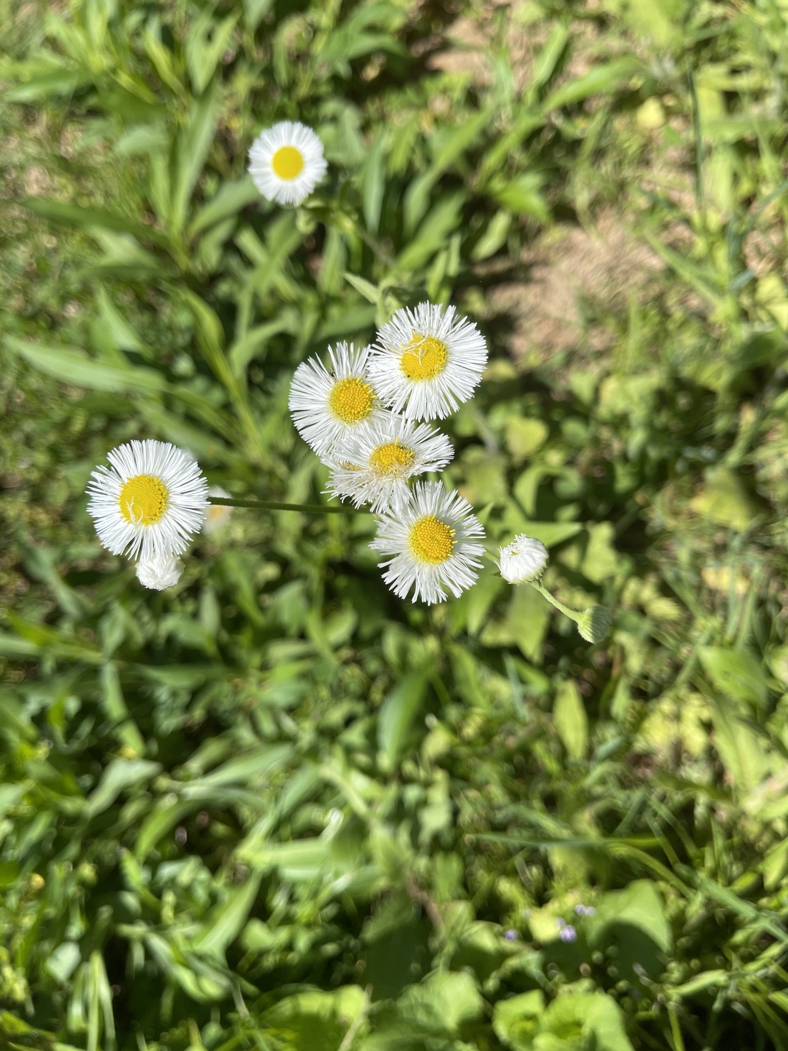 Erigeron strigosus Muhl. ex Willd.