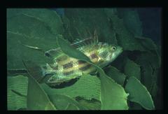 Heteroscarus acroptilus