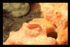 Cochleoceps bicolor