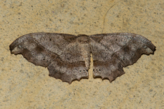 Hyposidra infixaria