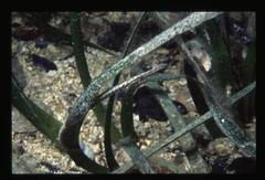 Syngnathidae