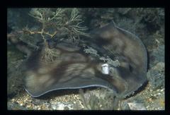 Urolophus orarius