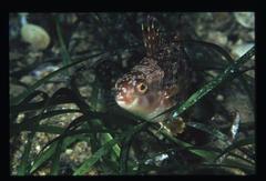 Heteroscarus acroptilus