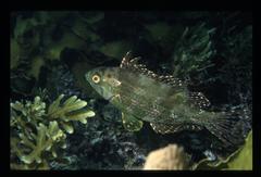 Heteroscarus acroptilus