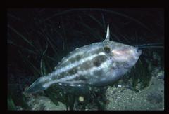 Spinytail Leatherjacket photo 5