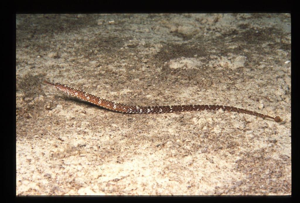Mother-of-pearl pipefish (Vanacampus margaritifer) — Syngnathidae