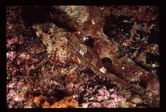 Bovichtus angustifrons