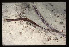 Pugnaso curtirostris