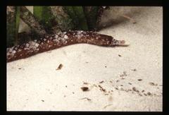 Pugnaso curtirostris