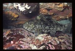Aplodactylus arctidens