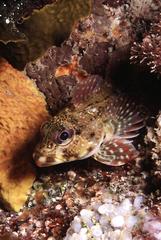Bovichtus angustifrons
